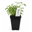 Bird Sanctuary Live Plant Landscape Kit | Prairie Legacy Inc.