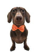 Halloween Bow Tie