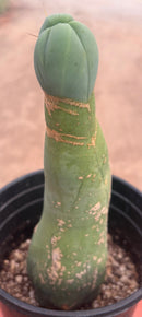#EC41 EXACT Trichocereus Bridgesii Monstrose Penis Cactus Long Form 10.5”