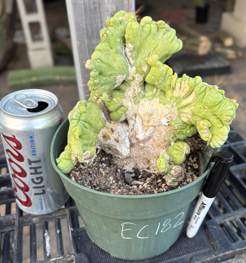 EC190 EXACT Trichocereus Bridgesii Monstrose Crest TBMC Ornamental Ca