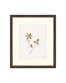 Wild Flowers I