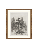 Pine Etching