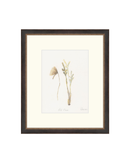 Wild Flowers II