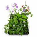Chic & Shady Live Plant Landscape Kit | Prairie Legacy Inc.