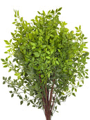 Artificial Italian Ruscus Stems - Bundle of 4