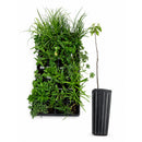 Bird Sanctuary Live Plant Landscape Kit | Prairie Legacy Inc.