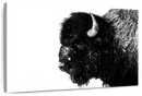 Black Bison Wall Art