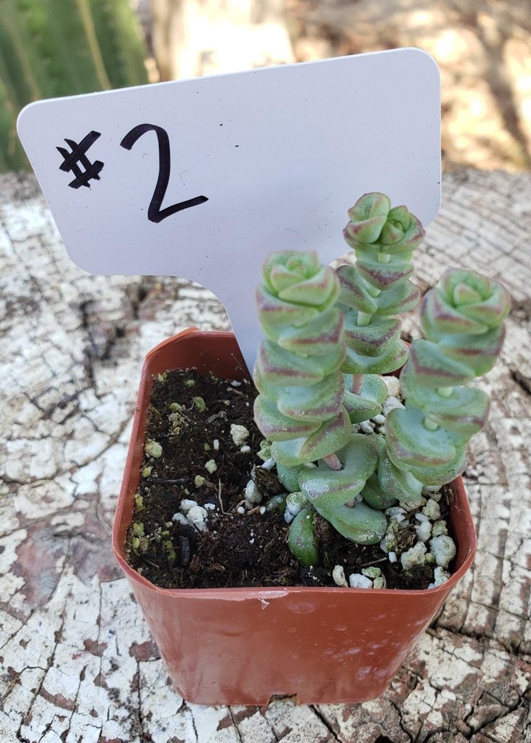 #2 Crassula Baby Necklace