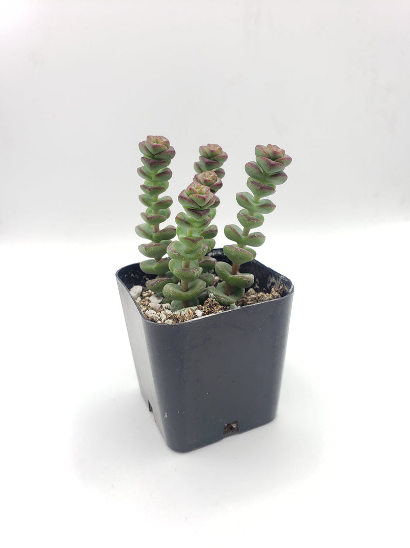 #2 Crassula Baby Necklace