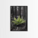 Green Fern, Forest Focus, Lush Nature, Woodland Light, Framed Canvas Print, Botanical Wall Art, Bedroom Decor, Minimalist Plant Art