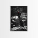 Loon Call, Singing Bird, Red Beak, Monochrome Framed Canvas Print, Wildlife Wall Decor, Bird Lover Wall Art, Rustic Cabin Accent