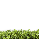 Sample Panel – Natural Boxwood Green Wall (Small Sample)