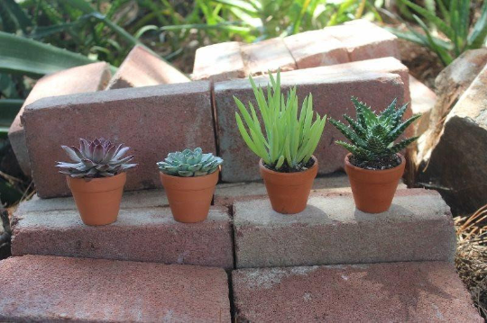 2" Wedding Favor Bulk Succulents