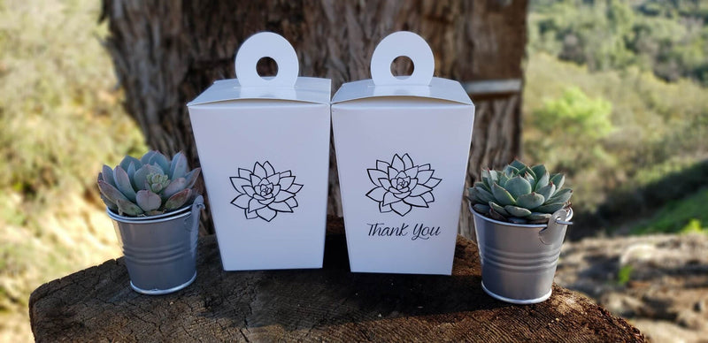 2" Wedding Favor Bulk Succulents