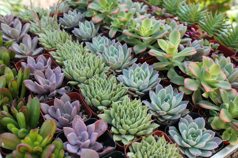 bulk succulents for wedding favors 2" Wedding Favor Bulk Succulents