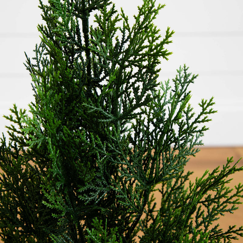 indoor cedar plant 2' Mini Cedar Pine Tree (Indoor/Outdoor)