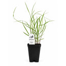Bird Sanctuary Live Plant Landscape Kit | Prairie Legacy Inc.