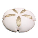 Sand Dollar