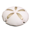 Sand Dollar