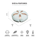 Sand Dollar