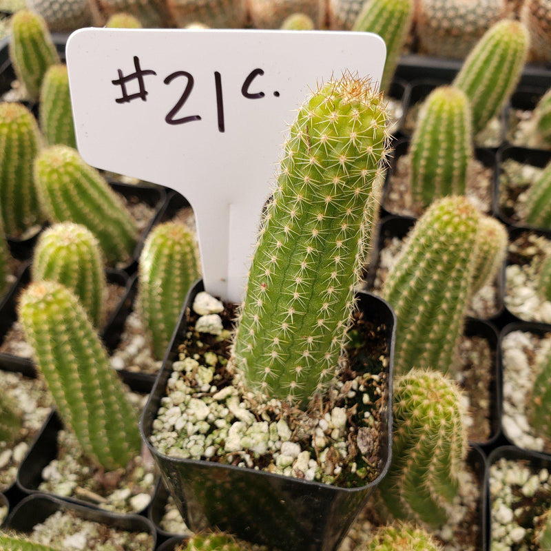 #21C Peanut Cactus 2"