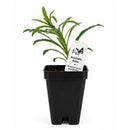 Bird Sanctuary Live Plant Landscape Kit | Prairie Legacy Inc.