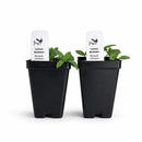 Bird Sanctuary Live Plant Landscape Kit | Prairie Legacy Inc.