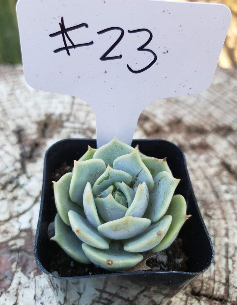 #23 Echeveria Lola