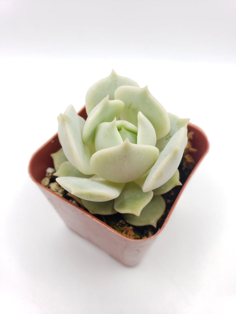 #23 Echeveria Lola