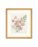 Pastel Peaches
