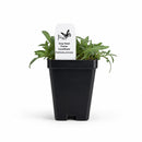 Bird Sanctuary Live Plant Landscape Kit | Prairie Legacy Inc.