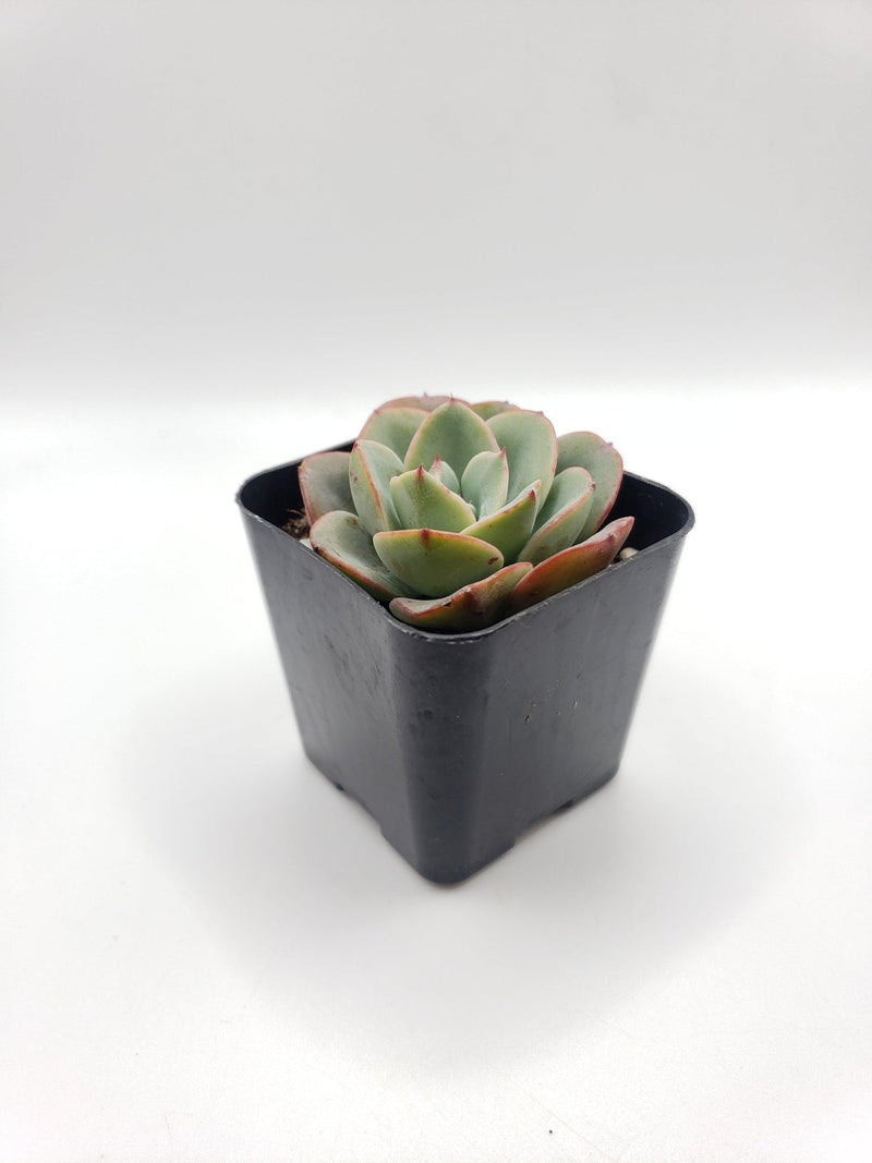 #24 Echeveria hybrid