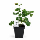 Bird Sanctuary Live Plant Landscape Kit | Prairie Legacy Inc.