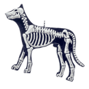 Dog Bones Flatback