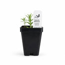 Bird Sanctuary Live Plant Landscape Kit | Prairie Legacy Inc.