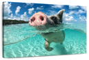 Swimming Pig Wall Art