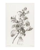 Floral Drawing II