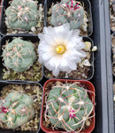#28c Thelocactus hexaedrophorus