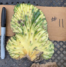#EC260 EXACT Trichocereus Pachanoi Variegated & Crested Cactus BareRoot