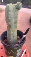 #EC14 Exact Trichocereus Bridgesii "Jiimz Twin Spine" Potted Cactus A-E