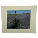 Narrow-Leaf Yucca Photograph | 5x7 Image With Cream Matte Border | 2 The Ends of the Earth