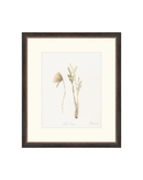 Wild Flowers II
