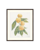 Mandarin