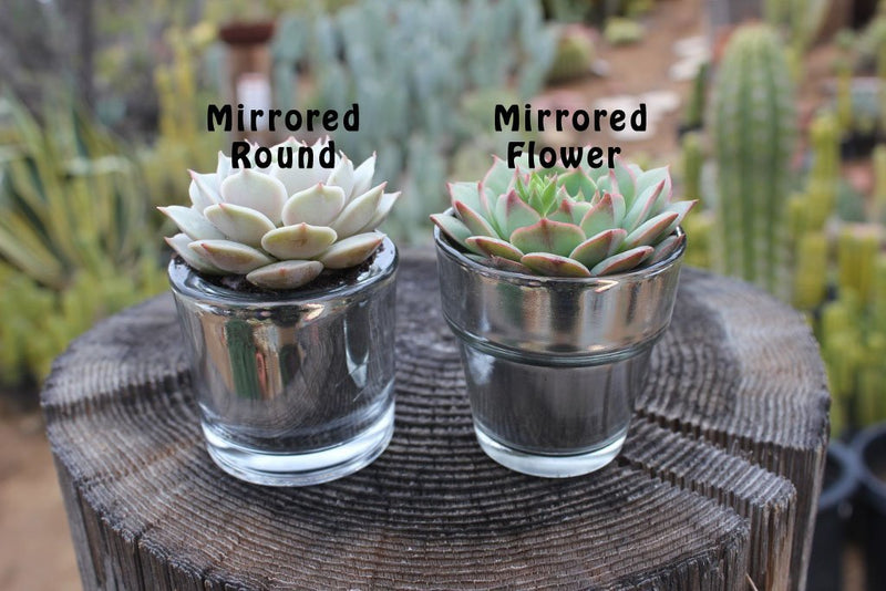 2.5" Rosette Wedding Favor Bulk Succulents