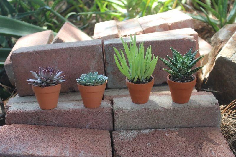 small succulent plants in bulk 2.5" Rosette Wedding Favor Bulk Succulents