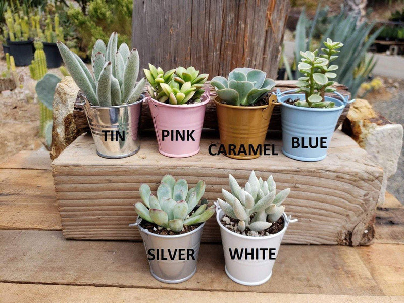 ready refill succulents 2.5" Rosette Wedding Favor Bulk Succulents