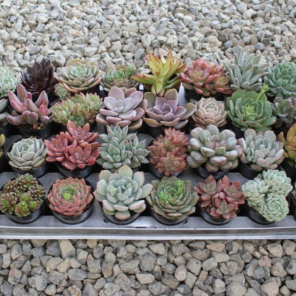 ready refill succulents 2.5" Rosette Wedding Favor Bulk Succulents