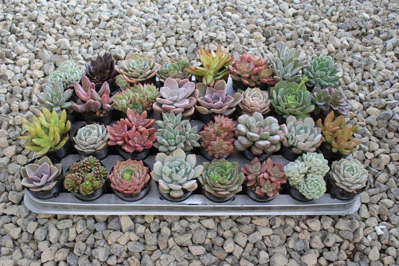 bulk succulent 2.5" Rosette Wedding Favor Bulk Succulents