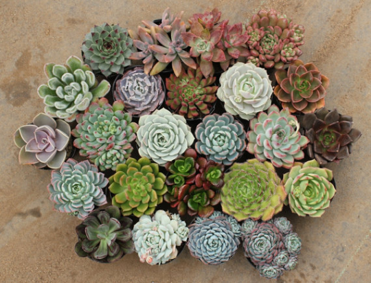 2.5" Rosette Wedding Favor Bulk Succulents