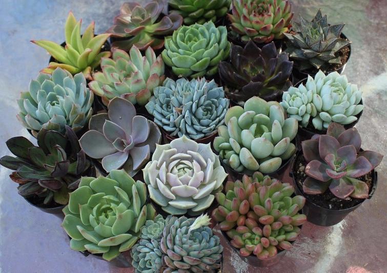 2.5" Rosette Wedding Favor Bulk Succulents